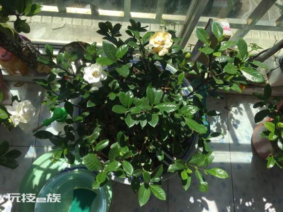 什么花喜欢啤酒浇花(3种花喜欢用啤酒浇灌)-图片4